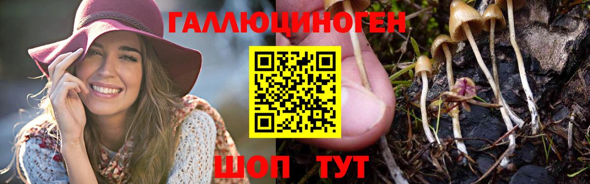 дарнет шоп  Псилоцибиновые грибы Magic Shrooms  Вход с VPN  Славгород  Галлюциногенные грибы MAGIC MUSHROOMS 